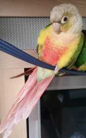 Lost Conure