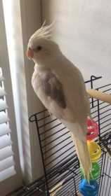 Lost Cockatiel