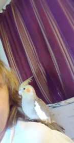 Lost Cockatiel
