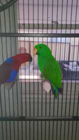 Lost Eclectus