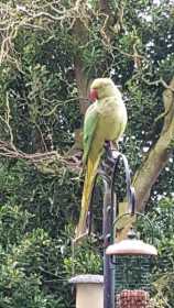 Lost African Ringneck Parakeet