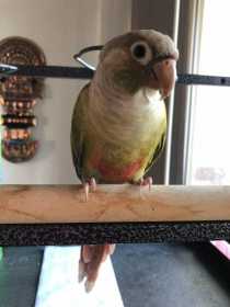 Lost Conure