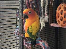 Lost Conure