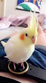 Lost Cockatiel