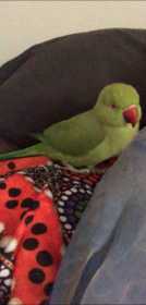 Lost Indian Ringneck Parakeet