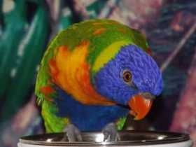 Lost Lory / Lorikeet
