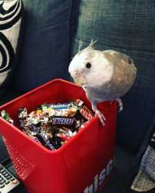 Lost Cockatiel