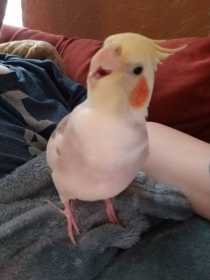 Lost Cockatiel