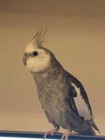 Lost Cockatiel