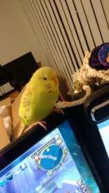 Lost Budgerigar