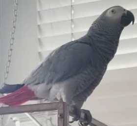 Lost African Grey