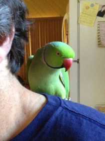 Lost Indian Ringneck Parakeet