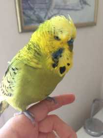 Lost Budgerigar