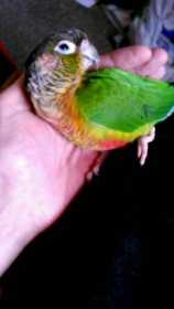 Lost Conure