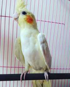 Lost Cockatiel