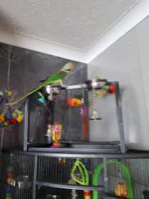 Lost Alexandrine