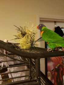 Lost Lory / Lorikeet