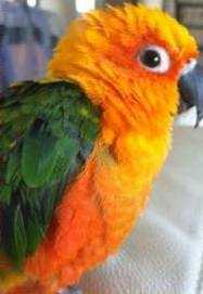 Lost Conure