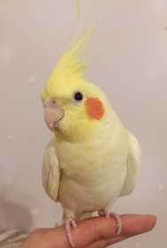 Lost Cockatiel