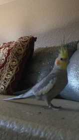 Lost Cockatiel