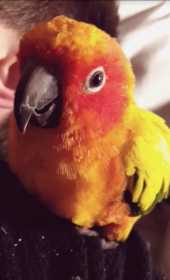 Lost Conure