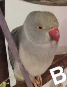 Lost Indian Ringneck Parakeet