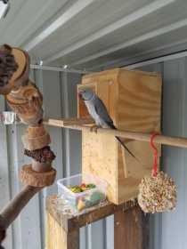 Lost Indian Ringneck Parakeet
