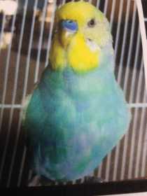 Lost Budgerigar