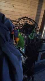 Lost Lory / Lorikeet