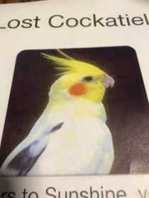 Lost Cockatiel