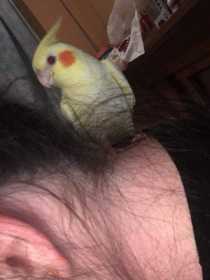 Lost Cockatiel