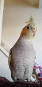 Lost Cockatiel