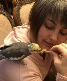 Lost Cockatiel