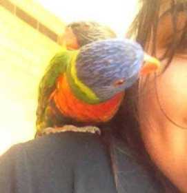 Lost Lory / Lorikeet