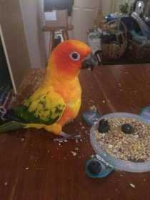 Lost Conure