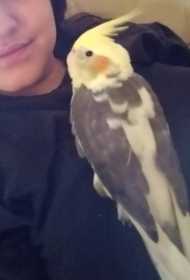 Lost Cockatiel