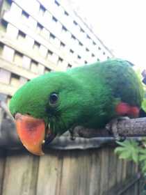 Lost Eclectus