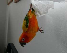 Lost Conure