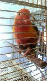 Lost Lory / Lorikeet