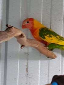 Lost Lory / Lorikeet