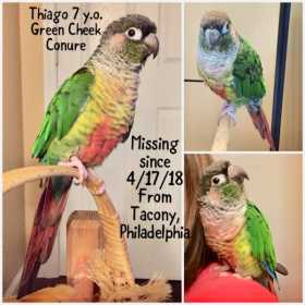 Lost Conure