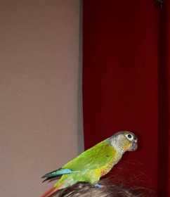 Lost Conure