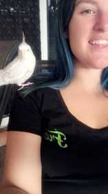 Lost Cockatiel