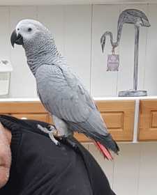 Lost African Grey