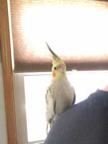Lost Cockatiel