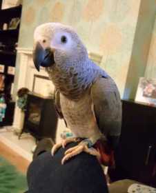 Lost African Grey