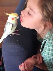 Lost Cockatiel