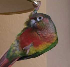 Lost Conure