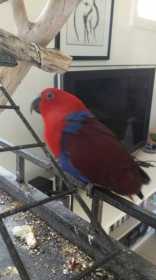 Lost Eclectus