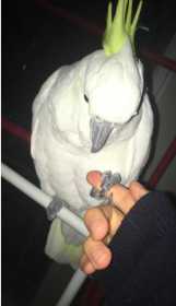 Lost Cockatoo